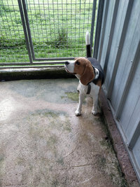 Courettes extérieures des Chiens